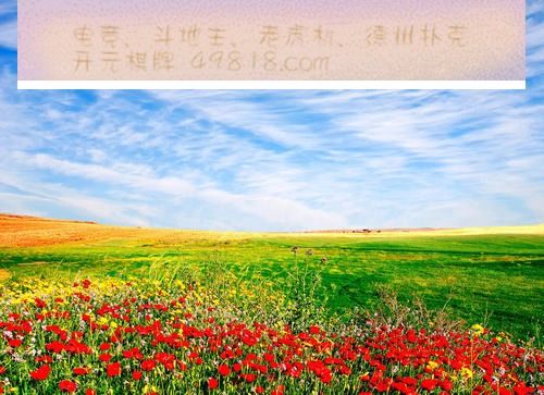 幸福花图片，哪里找