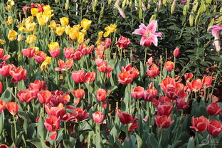 广州云台花园的紫藤花