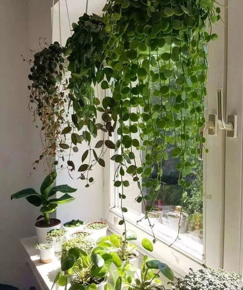 阳台种绿植？这些植物你种过吗