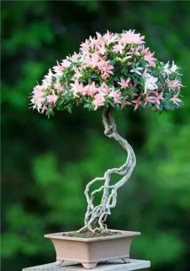 紫藤盆景，怎么来？