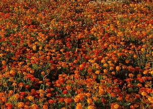 五、病虫害防治