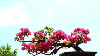 花的“打扮”