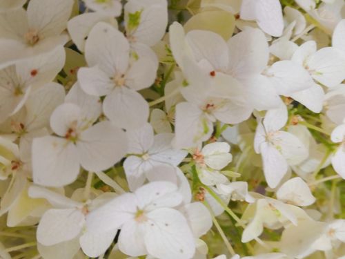 梅雨季花卉种植攻略：江苏人的种植智慧