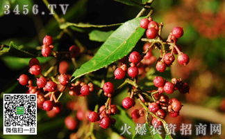 花椒锈病的症状， 一眼就Neng认出来