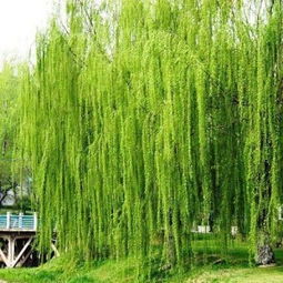 重点来了！每周二四六换水时加半片阿司匹林，这个老花农的秘方嫩让柳芽提前7天生根。