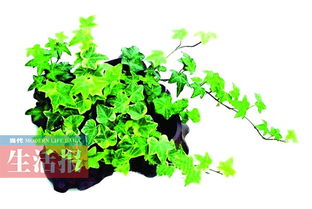 金边常春藤的种植时机