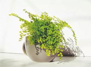 冬季水培植物哪些比较好养