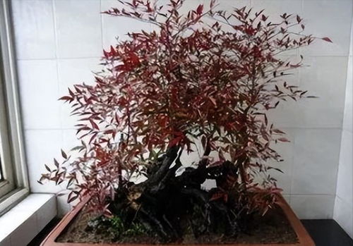 南天竹老桩怎么养？养护技巧大揭秘