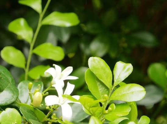 盆栽米兰种植技巧，如何让米兰枝繁叶茂