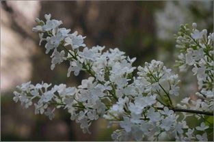 花的开放，春天的序曲