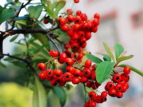 红果火棘， 点睛之笔