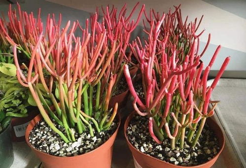 富贵竹品种大揭秘：了解其独特魅力与养护技巧！