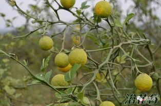 那些既扎手又美丽的带刺植物围墙