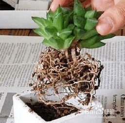 多肉换盆原土留不留？保留原土