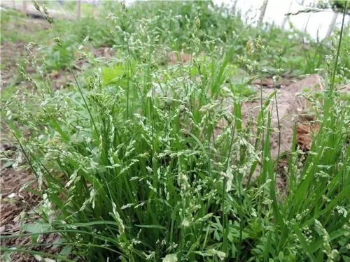 草种繁多，种植方法各异