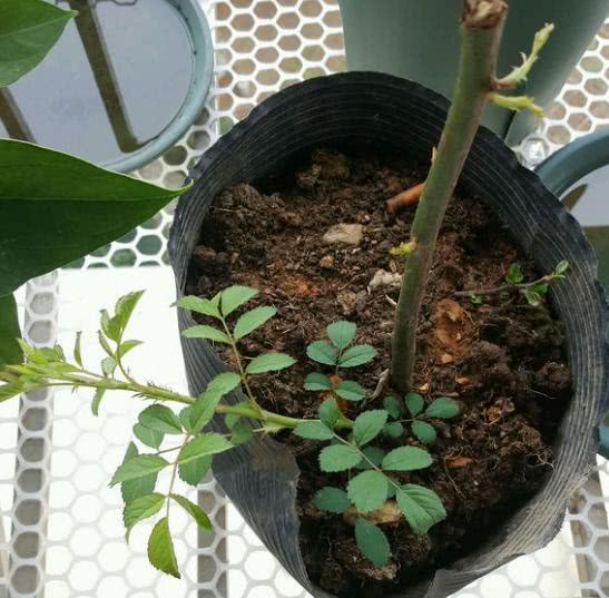 扦插蔷薇花，施什么肥好