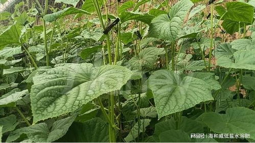 水溶肥：提升品质产量