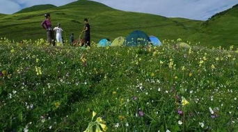 光照：影响花期的因素