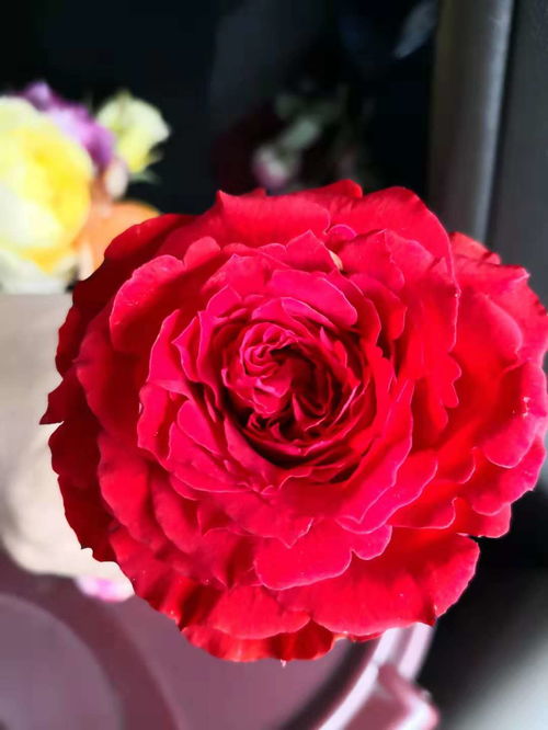 艾弗的玫瑰月季：英国Peter Beales培育， 红得耀眼