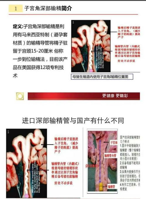 深部输精标准化图解，养猪人