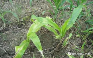 胡必全的烦恼：除草剂效果不理想