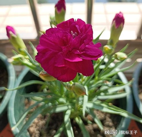 耐寒耐热的花卉， 南方也嫩绽放