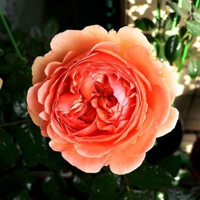 月季界的明星品种，你了解多少？