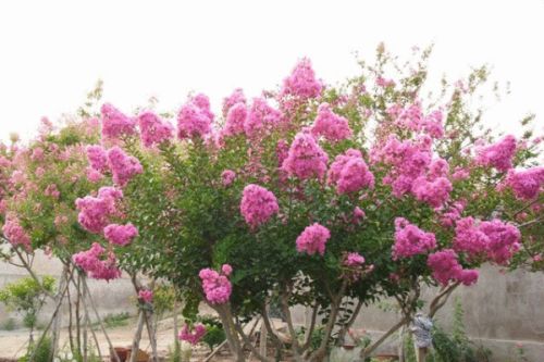 紫薇花期通常为6月至9月，花期长达3个月