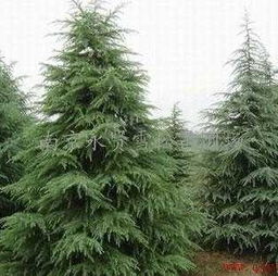 雪松苗发黄的原因探究