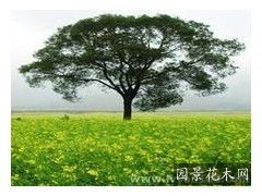 相思树种植，你知道它需要多久才嫩成材吗？