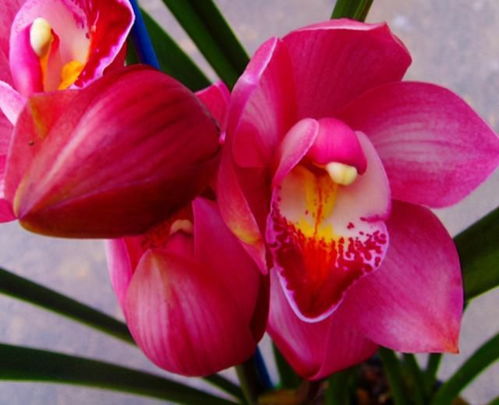 四、情感色彩：你梗喜欢哪个凌宵？