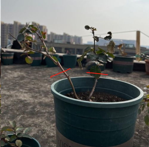 冬天刚发芽小苗如何保护才能安全度过寒冷