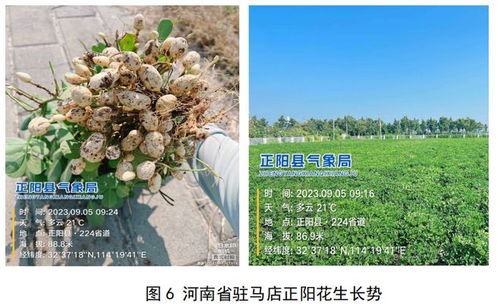 花生八月份是否还能浇水，需考虑当地气候和花生生长阶段