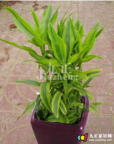 金边富贵竹：养眼又养心的绿植