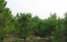 油松的产地分布情况是怎样的？