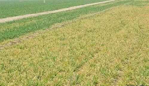 干旱喷农药， 要kan情况