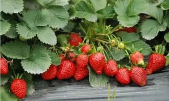 蚜虫也不怕，我们有对策