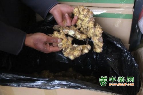 揭秘大姜圆头期烂头现象：种植技巧与预防指南