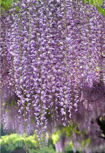 紫藤的生长情况