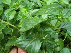 四大凉粉草图鉴