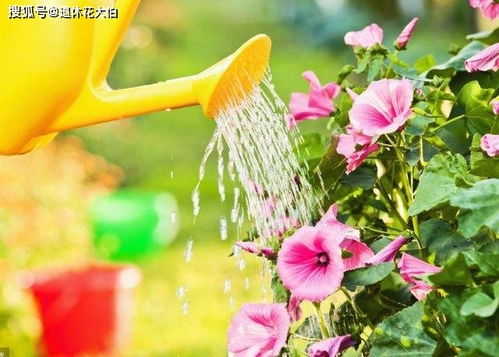 栽花后浇水的核心：生命之源