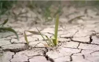 芸苔素：植物生长调节的佼佼者