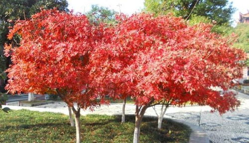 红枫树的适应性