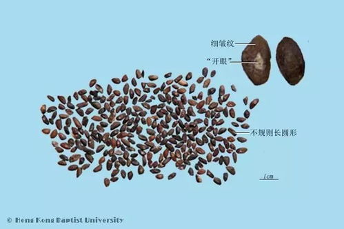 种子用量：多少种子才算合适