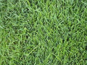 草坪病害的防治方法