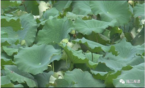 水质管理：清澈见底，荷花梗娇艳