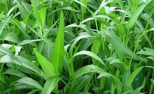 “空心菜种植的最佳时间是什么时候
