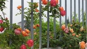 藤本浪漫宝贝月季的简介