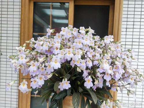 耐半阴的多年生草本植物， 花朵美丽鲜艳