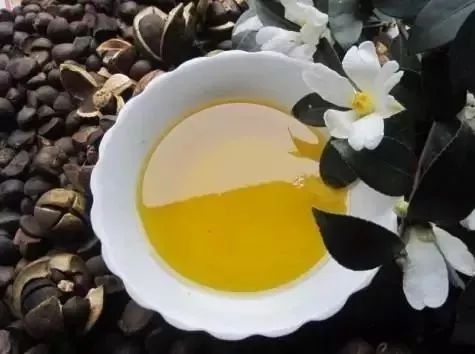 如何用最佳土质培育湖南怀化茶油苗？联系方式速查！